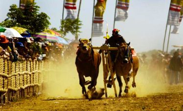 karapan sapi