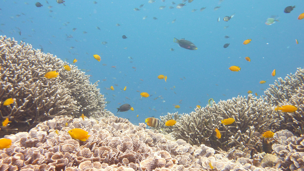 Coral reef and fish of Menjangan island