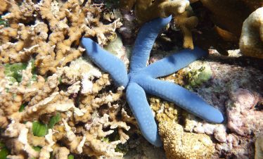 Menjangan Island Daily Share Trip via Banyuwangi