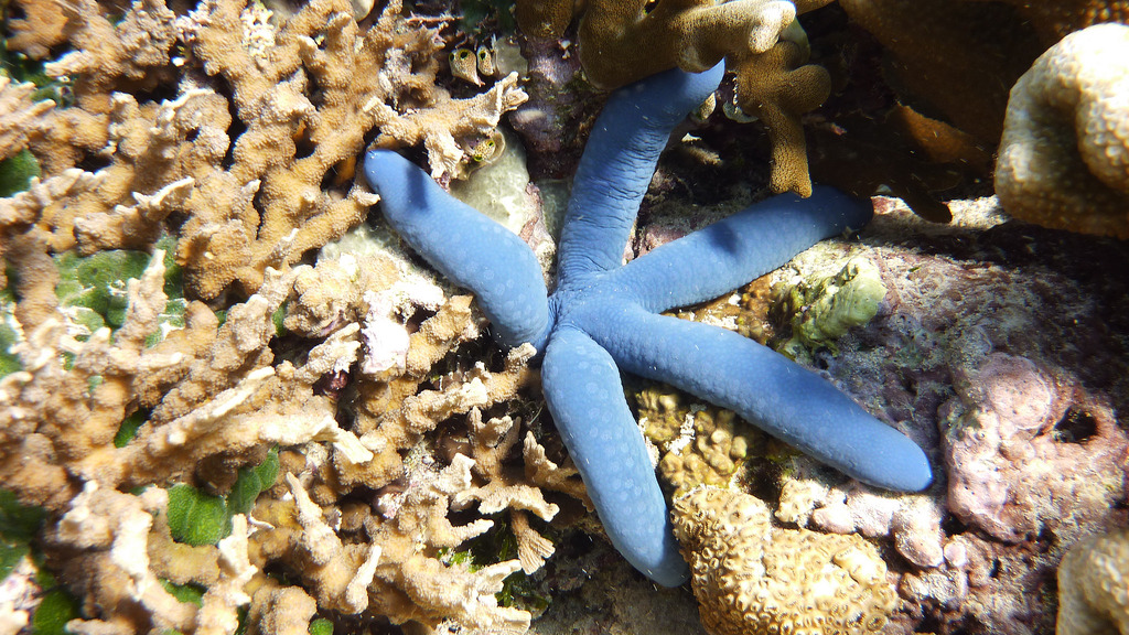 Underwater marine life at Menjangan island