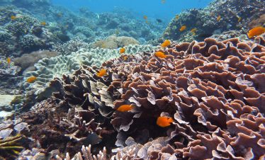 Freedive Menjangan Island