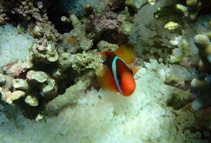 coral fish on snorkelling trip in gili island