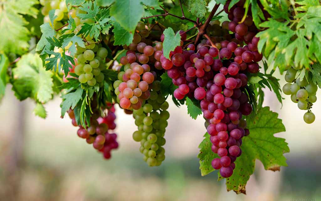 Agrowisata anggur