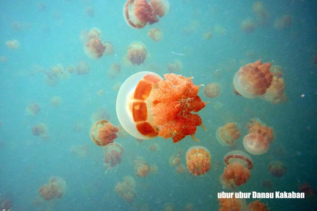 Ubur ubur danau Kakaban