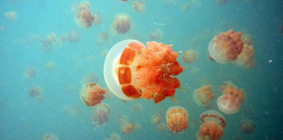 Ubur ubur danau Kakaban