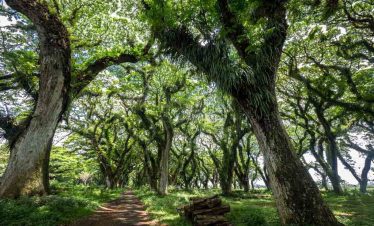 Hutan Tremesi di Jawatan Benculuk