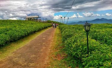Malino tea plantation