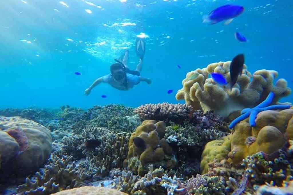 Snorkeling di perairan Wakatobi