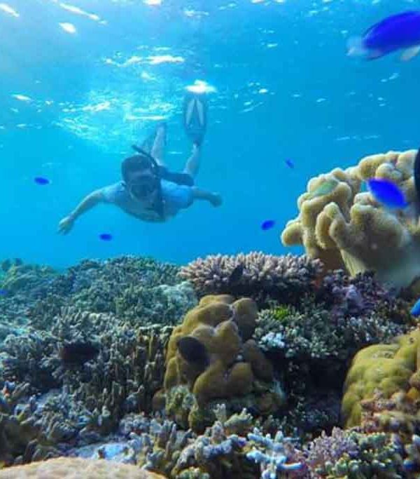 Snorkeling di perairan Wakatobi