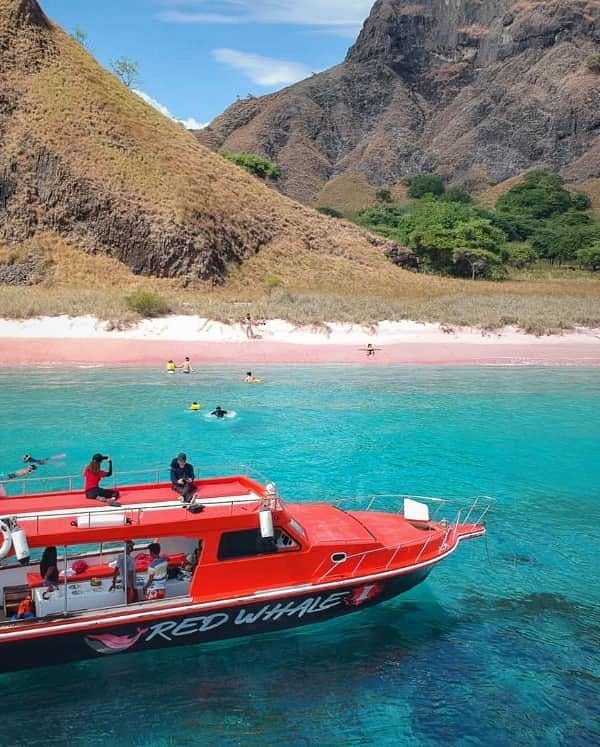 speedboat komodo island redwhale